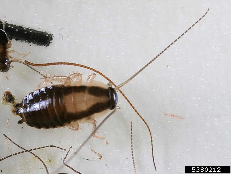 Baby German Cockroach for Cockroach Identification, side view