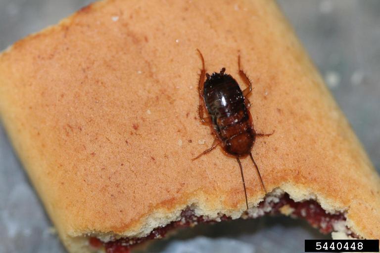 German cockroach nymph infestation (Blattella germanica)