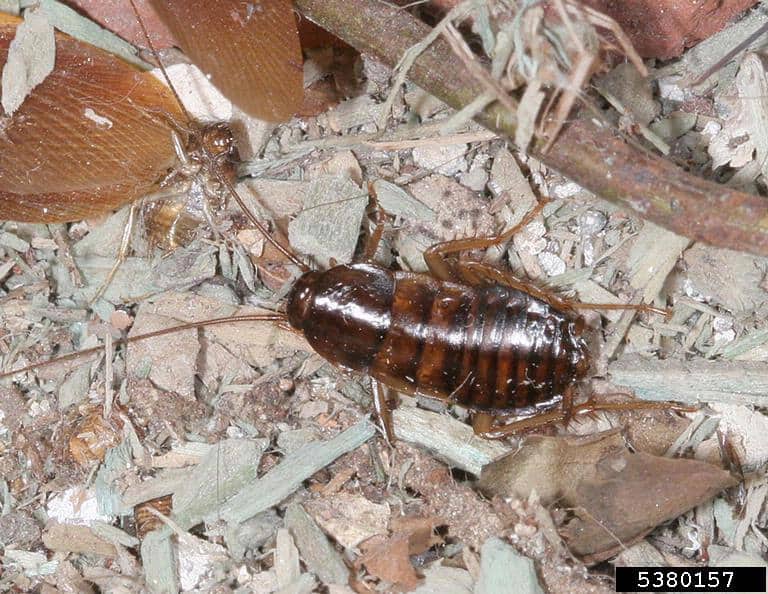American cockroach nymph (Periplaneta americana)