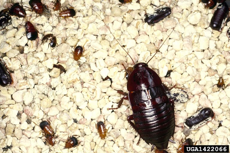 Oriental cockroach nymphs and adult (Blatta orientalis)