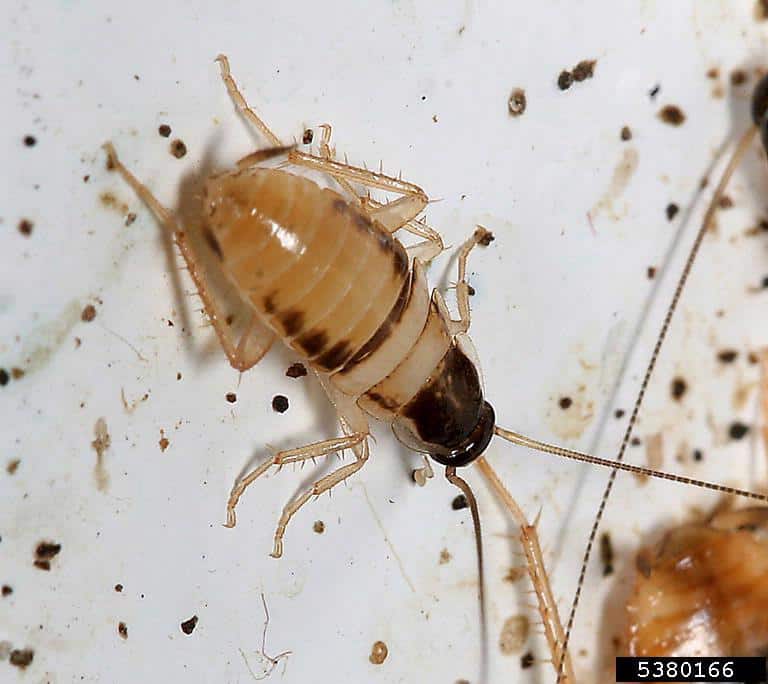 White cockroach nymphs