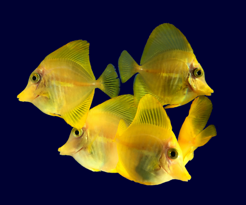 yellow tangs kept in captivity