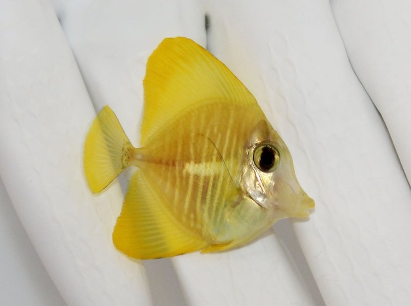 Small golden tang