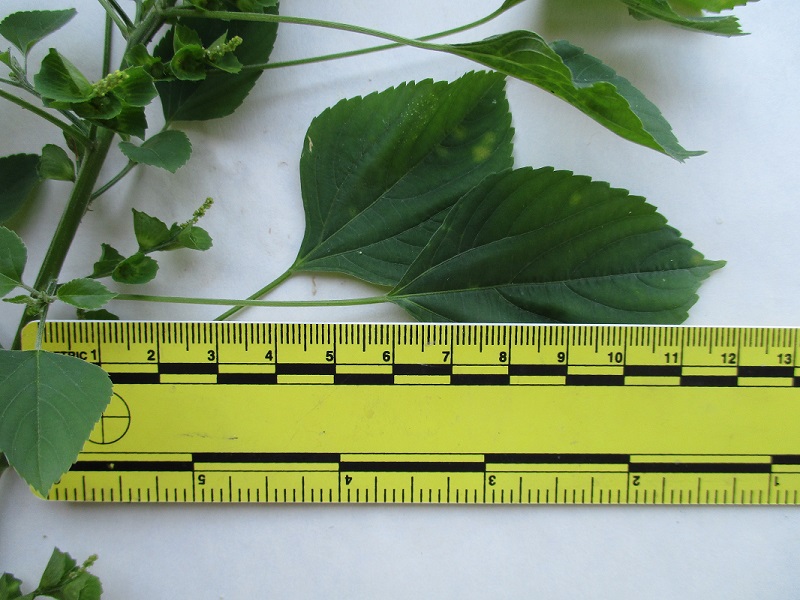measure weeds with a ruler