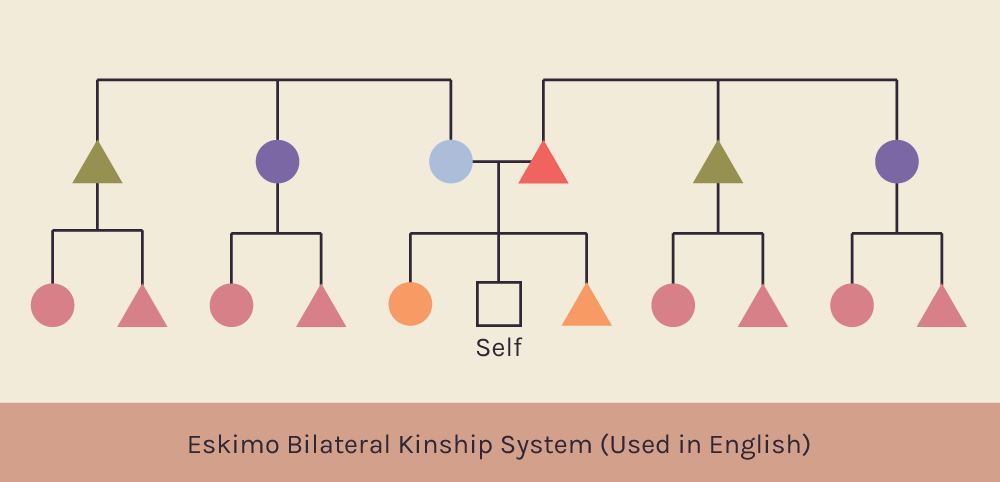 System of Bilateral kinship Eskimo