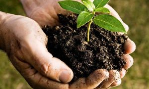 Use soils that drain easily