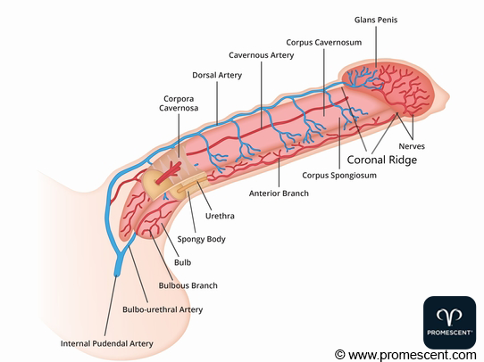 Diagram of Penis Anatomy and Most Sensitive Areas
