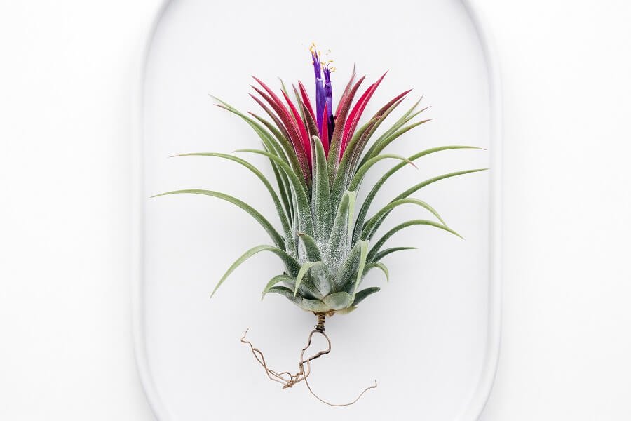How, When and Where Should I Cut Bromeliad Flowers From Plants