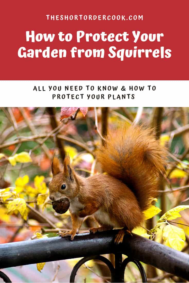 How to protect your garden from PIN2 squirrels