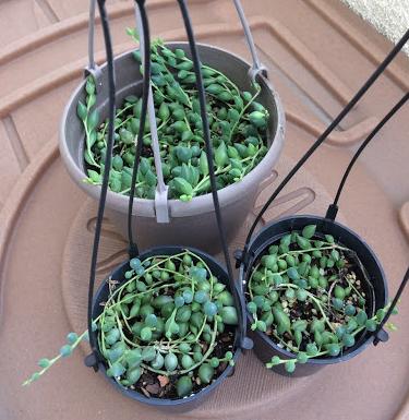 Propagation of String of Pearls, Cuttings from a String of Pearls