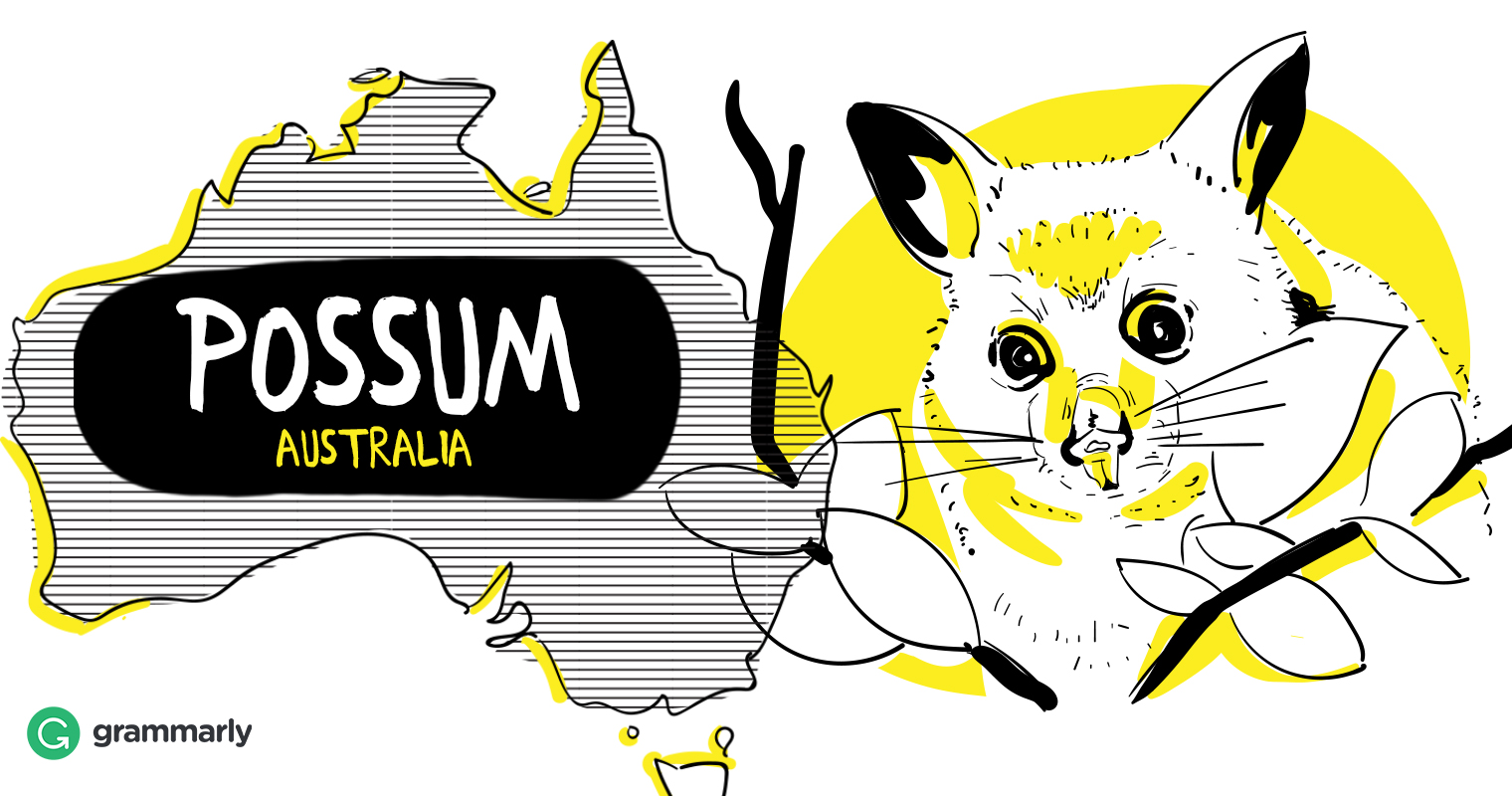 Opossum in Australia Drawing