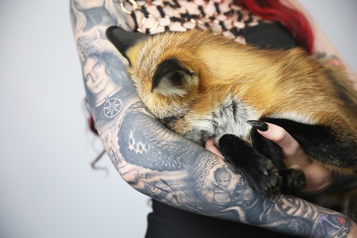 Close-up of a tattooed female model posing indoors with a fox