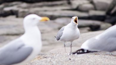 seagulls maine