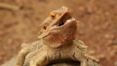 Bearded Dragon Not Eating