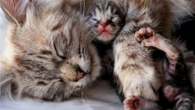 Do Cats Eat Their Kittens