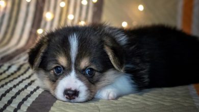 Corgi puppy.