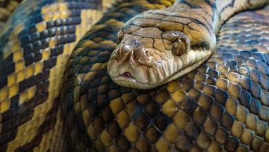 snake sleep 1024x689 0