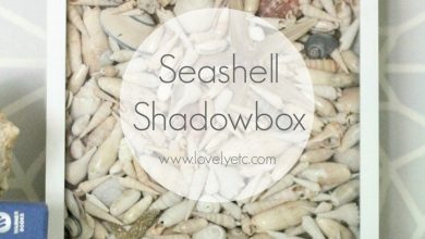 seashell shadowbox 3