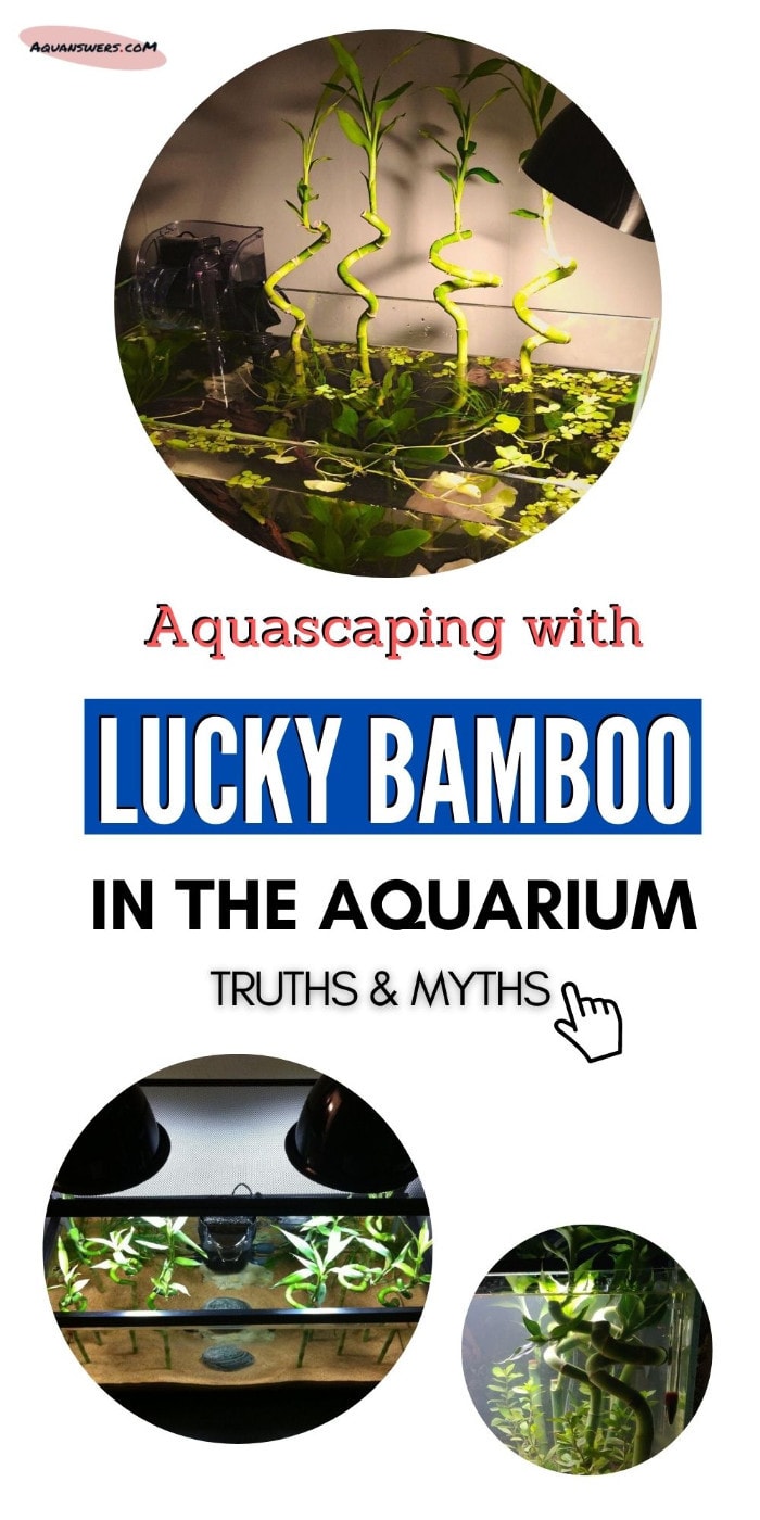 lucky bamboo in the aquarium