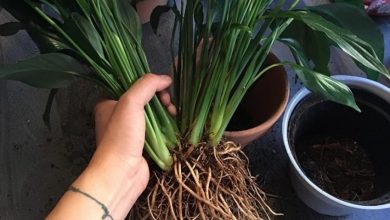 Guide To Propagating Peace Lilies