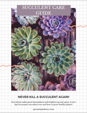 succulent care guide