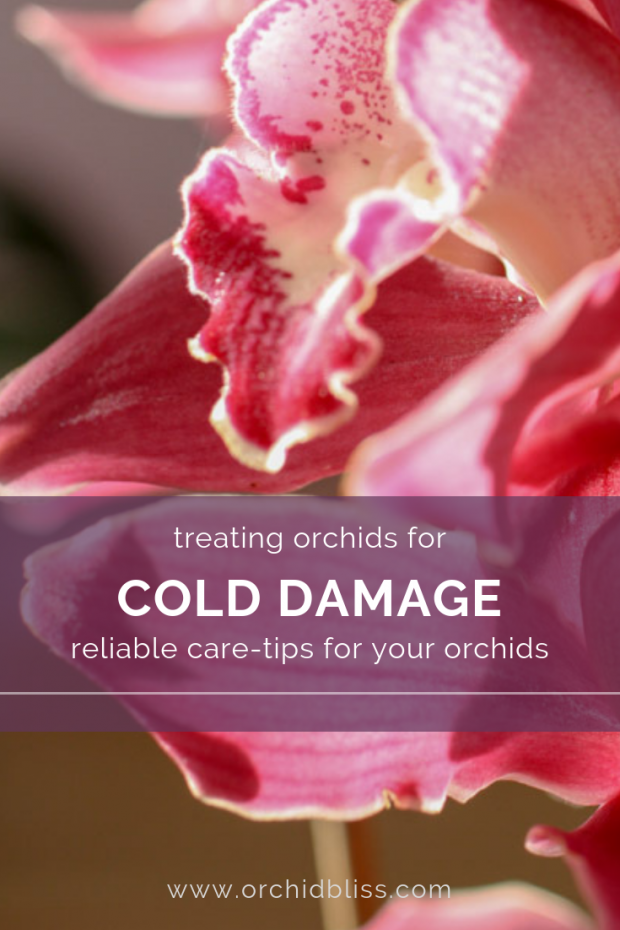 How to save orchids from cold?
