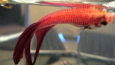 dying betta fish