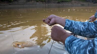 catfish on a trotline
