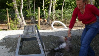 Swing bird overhead, grabbing by legs, hitting head on log or rock, source: topqa.info/2009/07/15/butchering-chickens/