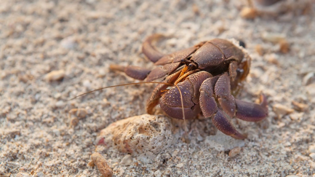 hermit crab has no shell