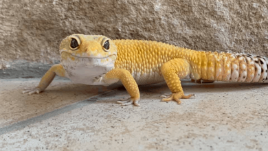 how to tell if a leopard gecko is stressed