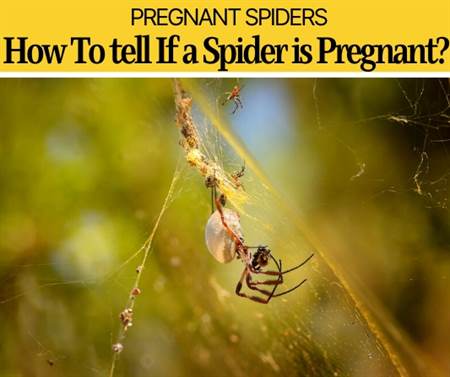 Mesmerizing How Can You Tell If A Spider Is Pregnant Photo in 4K Mesmerizing How Can You Tell If A Spider Is Pregnant Photo in 4K