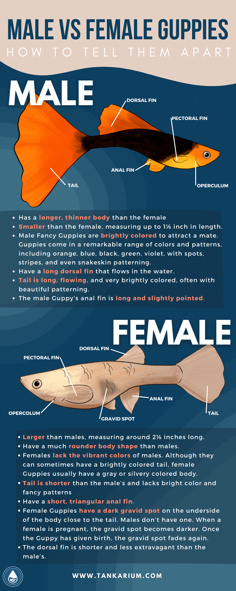 Nam Vs. Female Guppies: How to Tell Them Different - infograhics