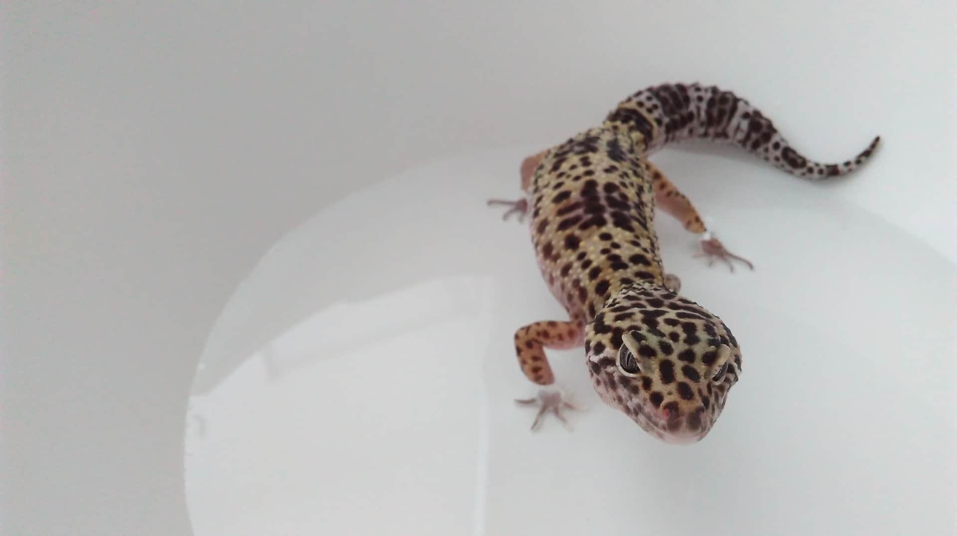Leopard gecko taking a warm bath