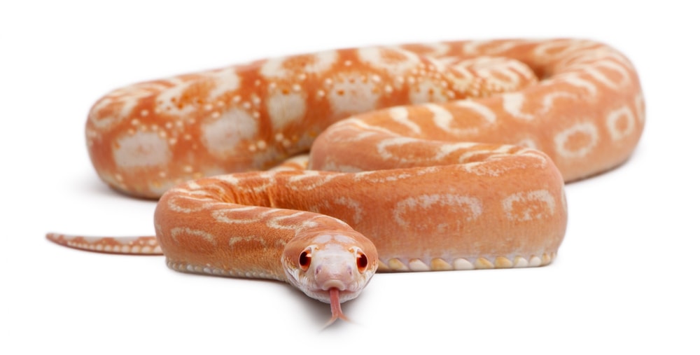 Corn snake without scales