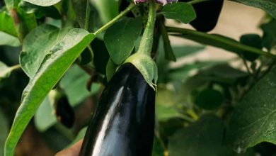 Does Eggplant Go Bad How Long Does It Last