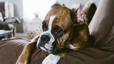 boxer why dog burp