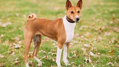 Basenji dog standing outside in a park.