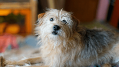 The Quiet Canine: Why Some Dogs Rarely Bark