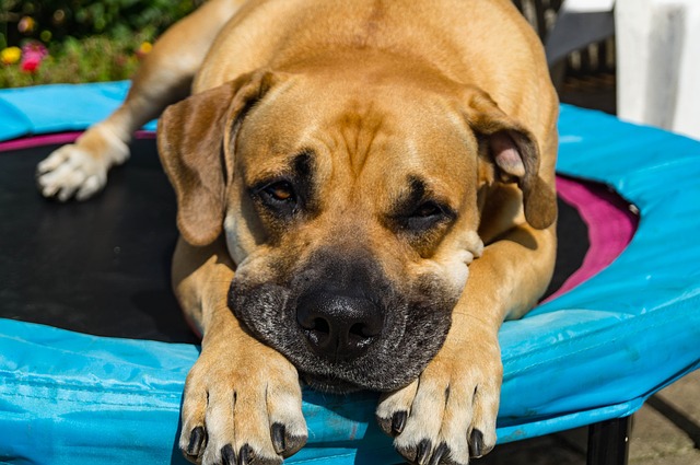 The Quiet Canine: Why Some Dogs Rarely Change Their Shells