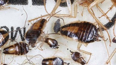 Basic baby cockroach diagram showing body parts