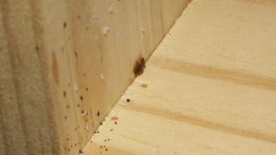 bed bug eggs on wall and floor