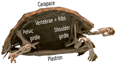 Anatomy of a turtle shell