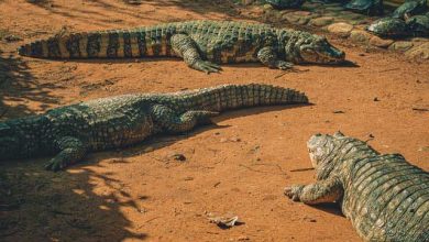 group of alligators