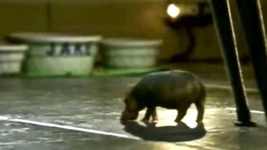 The House Hippo
