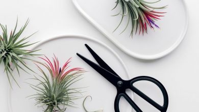 The Role of Pruning in Bromeliad Plant Health