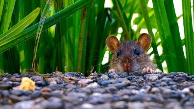 Where Do Rats Live During The Day