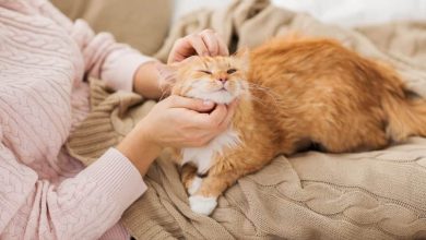 Why Are Cats Soft