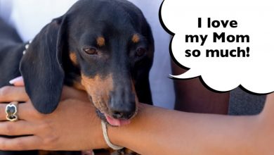 Needy Dachshund being held by his owners
