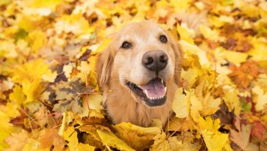 Why Are Golden Retrievers So Happy & Friendly?